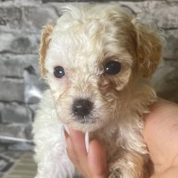 Dasher - Parti Poodle puppy in Copperas Cove, Texas from Grapeshot Poodles & Doodles LLC