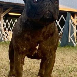 Bulldogs and French Bulldogs from Heritage Purebred