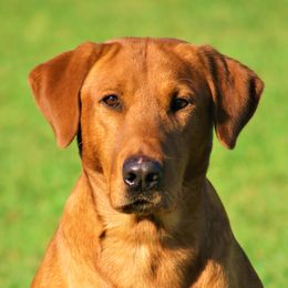 Shine - Labrador Retriever