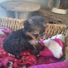 Grace - Black and tan female Yorkshire Terrier puppy in Jacksonville, Arkansas from Royal Yorkie Terrier