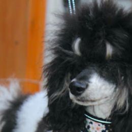Zuri - Bernedoodle