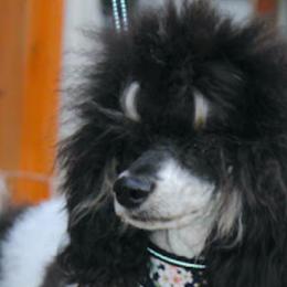 Zuri - Bernedoodle