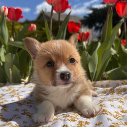 Hermés - Sable Pembroke Welsh Corgi puppy in Colorado from Poppy's Puppies