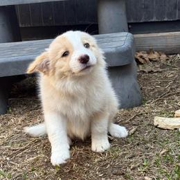 Nova - White and gold female Border Collie puppy in Mckinney, Texas from Border Collies of Ruidoso
