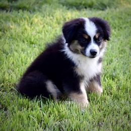Rainy - Black tri female Miniature Australian Shepherd puppy in Evant, Texas from Lazy VT Bar Ranch