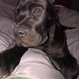 "Megatron " Cane Corso Puppies from True Love Cane Corso