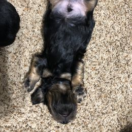 Dachshund Puppies from MNE Miniature Dachshunds
