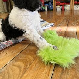 Poodle Puppies from Apricity Poodles