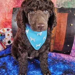 Canvas - Brown male Poodle puppy in Mcbain, Michigan from Northern Creek