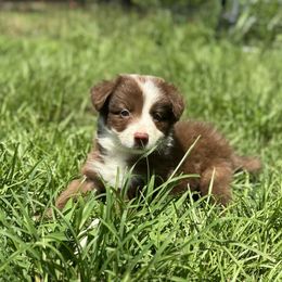 Luigi - Red male Border Collie puppy in Erwin, North Carolina from Herd That Farms
