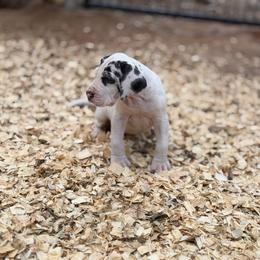 Regan - Harlequin female Great Dane puppy in Montgomery, Texas from KD Sweet Southern Danes