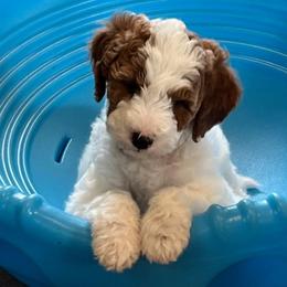 Jaws - Parti male Goldendoodle puppy in Sioux Falls, South Dakota from Dolly's Doodles