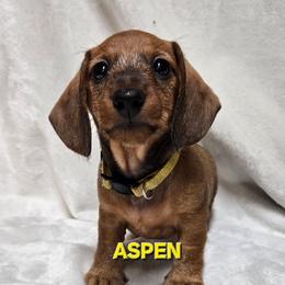 Aspen-wirehair - Red female Dachshund puppy in Blair, Oklahoma from North Fork Doxies-Okla