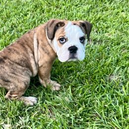 Teddy Bear - Bulldog puppy from Chrinchen Kennel
