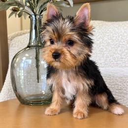 Brodie - Black and tan male Yorkshire Terrier puppy in Calhoun, Georgia from Peach State Yorkies