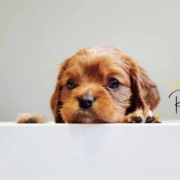 Cavalier King Charles Spaniel Puppies from Royalton Cavaliers
