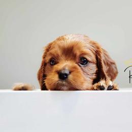 Cavalier King Charles Spaniel Puppies from Royalton Cavaliers