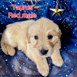 Red - Light golden male Golden Retriever puppy in Salt Lake City, Utah from Soaring golden retrievers