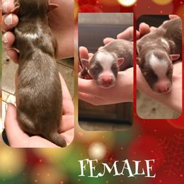 Silva - Red & white female Miniature Australian Shepherd puppy in North Lakeport, California from Wild Rose Ranch