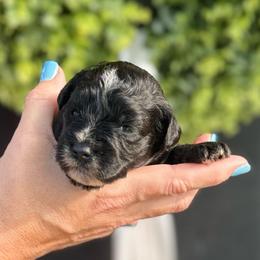 Jersey - Light Pink - white - Black female Miniature Schnauzer puppy in Oneonta, Alabama from Murphree Valley Kennels