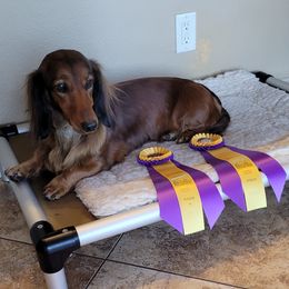 Dachshunds from Jane Ahnger's Dachshunds