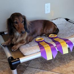 Dachshunds from Jane Ahnger's Dachshunds