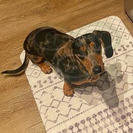 Dachshund All Grown Up from Good Neighbor Ranch Dachshunds