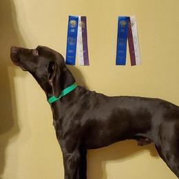 Colt - German Shorthaired Pointer