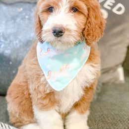 Aussiedoodle, Bernedoodle, Goldendoodle, and Labradoodle Puppies from Danie’s Darling Doodles LLC