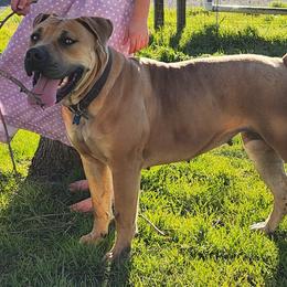Boerboel All Grown Up from WILDCAT BOERBOELS