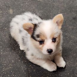 Toph - American Corgi puppy from Nightstreak Corgis