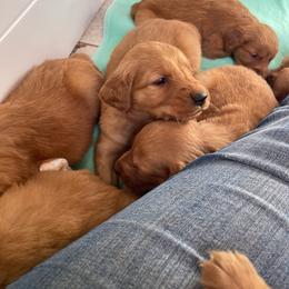 Girl 3 - Dark golden female Golden Retriever puppy in Yucaipa, California from Blessed Goldens