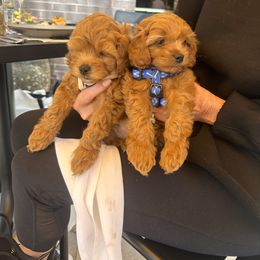 Cavapoo and Poodle Puppies from Klaus Poodles