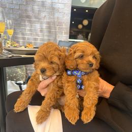 Cavapoo and Poodle Puppies from Klaus Poodles