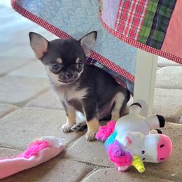 Tiny Boy - Black and tan male Chihuahua puppy in Cape Coral, Florida from Inspired Chihuahuas