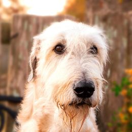 Irish Wolfhounds from Steppin'wolf Irish Wolfhounds
