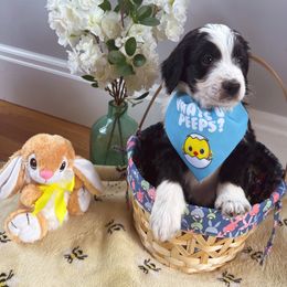 Bernedoodle Puppies from East Coast Bernedoodles