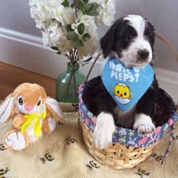 Bernedoodle Puppies from East Coast Bernedoodles