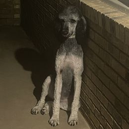 Nova - Poodle