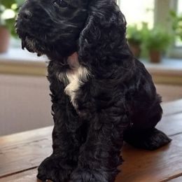 Tiny boy 3 - Black male Cocker Spaniel puppy in Defuniak Springs, Florida from Anastasia Knight's Cocker Spaniels