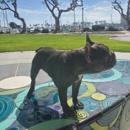 French Bulldog Puppies from Quality Control Frenchies