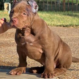 Grizz - Chocolate tri-color male American Bully puppy in Dallas, Texas from Manuia Kennels