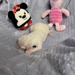 Girl 4 - Cream Poodle puppy in Georgia from Poodle Dreams
