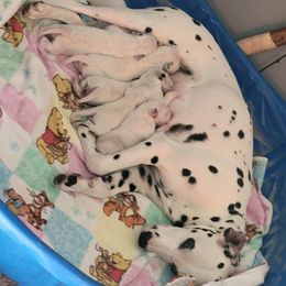 Dalmatian puppies from Loving spots Dalmatians