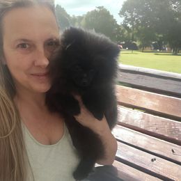Pomeranian puppies from Silver’s Reigning Heir Poms