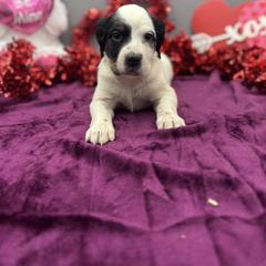 Juliet - Blue belton and tan (tri-color) female English Setter puppy in Rogers, Ohio from StoneyBrook Setters