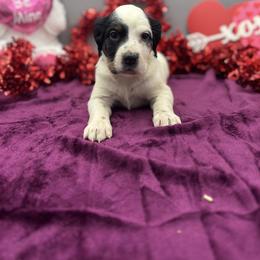 Juliet - Blue belton and tan (tri-color) female English Setter puppy in Rogers, Ohio from StoneyBrook Setters