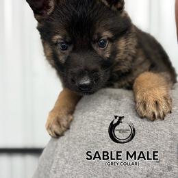 Grey collar male - Sable male German Shepherd puppy in Osco, Illinois from Sonnenhügel Kennel, LLC