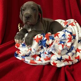 Great Dane Puppies from DeBruce Danes