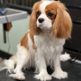Cavalier King Charles Spaniels from Hurricane Cavaliers